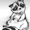 spicy_raccoon
